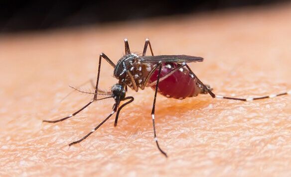 蚊子是原生动物寄生虫和疟疾的携带者